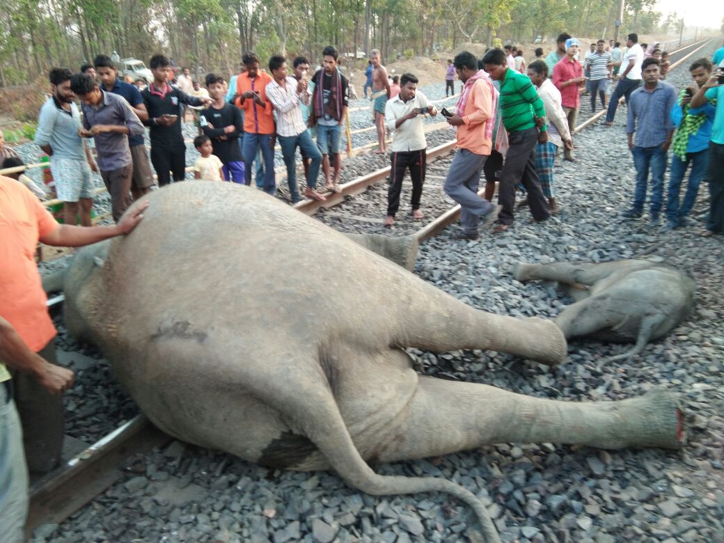 राउरकेला : एलीफेंट जोन में ट्रेन के धक्के से चार हाथियों की गयी जान