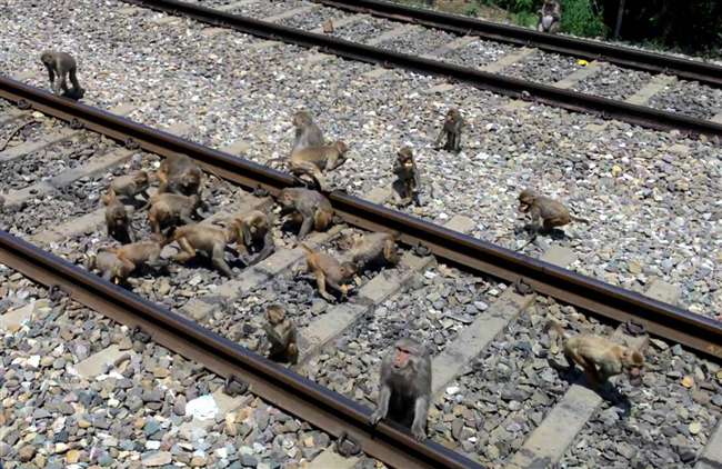 फतेहपुर : ट्रेन से कुचलकर 20 बंदरों की मौत, रेल पटरी पर बैठा था झुंड