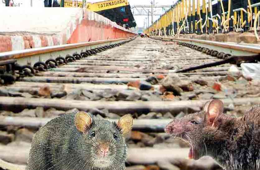 रेलवे की जमीन खोखला कर रहे चूहों से निपटने के लिए निकाला 24 लाख का टेंडर