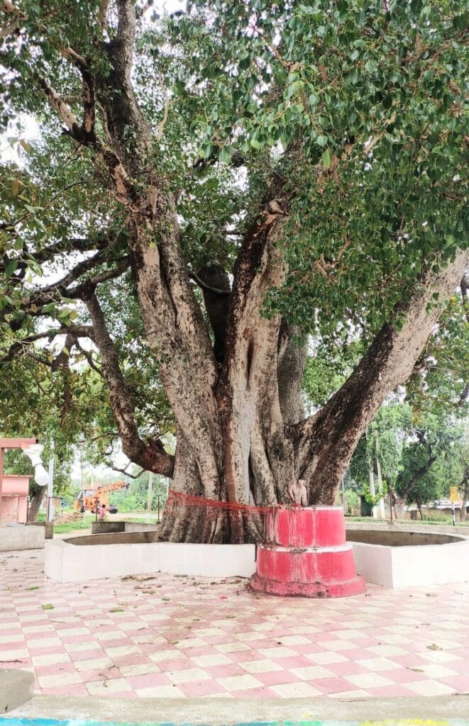 गिद्धौर के पीपल तले वटवृक्ष के नीचे कई पीढ़ियों ने पायी शीतलता, अब सुनसान हो रही यह डगर