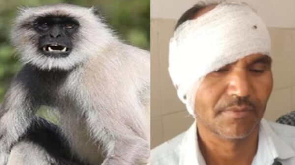 रेलवे स्टेशन पर बंदरों का आतंक खत्म करने के लिए लाये गये लंगूर ने यात्री का कान काटा